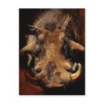 Boars love me if you can post cards