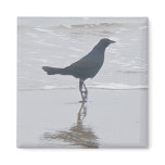 Boat-Tailed Grackle Digging for a Meal Series magnets