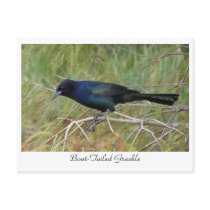 Boat-Tailed Grackle Post Card