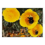 Bob the Big Bumble Bee on California Golden Poppy Greeting Cards