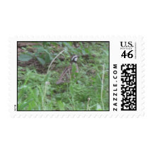 Bob White Quail Stamp