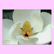 Bobby's Magnolia I cards
