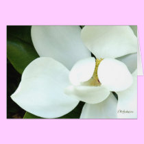 Bobby's Magnolia II cards