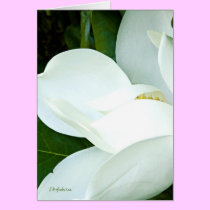 Bobby's Magnolia III cards