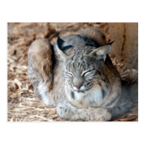 bobcat4x6 postcards