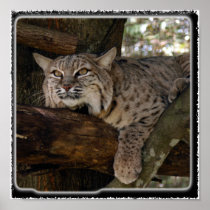 Bobcat_11x11 Posters