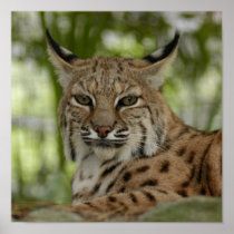 Bobcat 2_11x11 print
