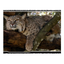 Bobcat_4x6 postcards