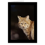 Bobcat Close-Up cards