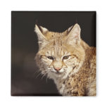 Bobcat Close-Up Refrigerator Magnet