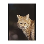 Bobcat Close-Up Post Cards