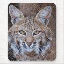 Bobcat Face mousepads by ktkitkat30 Bobcat Face mousepads