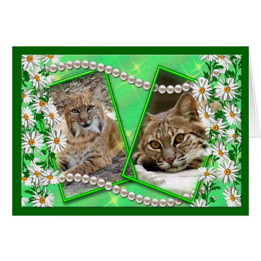 Bobcat Holiday Greeting Card & Note Card
