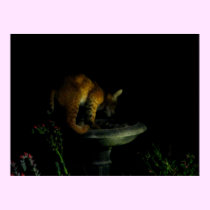 Bobcat in Birdbath Poster posters