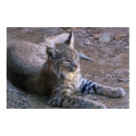 Bobcat in Sonoran Desert posters