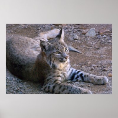 Bobcats In Desert