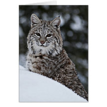 Bobcat in the Snow Greeting Card