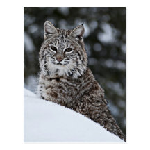Bobcat in the Snow Post Card