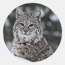 Bobcat in the Snow Round Sticker