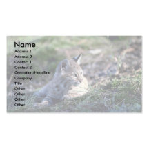 Bobcat-kitten Business Card Template