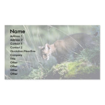 Bobcat-kitten Business Card Templates