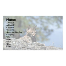 Bobcat-kitten Business Card Templates