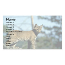 Bobcat-kitten Business Card Templates