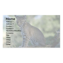 Bobcat-kitten Business Cards