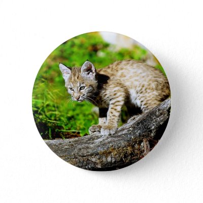 Paet bobcat kitten desktop