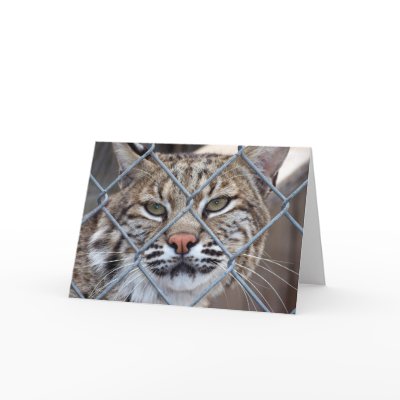 Bobcat Lynx Wild Cat Greeting Card by ScenicEarthStudios