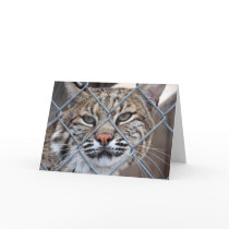 Bobcat Lynx Wild Cat Greeting Card by ScenicEarthStudios Bobcat Lynx Wild Cat Greeting Card