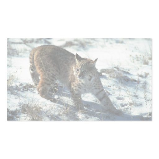 Bobcat on snow business card template (back side)