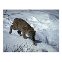 Bobcat on snow post card