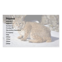 Bobcat on snowy rocks business card template