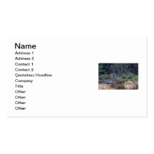 Bobcat Photo Business Card Template