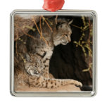 Bobcat Photo Ornament
