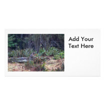 Bobcat Photo Photo Greeting Card