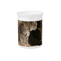 Bobcat Photo Pitcher