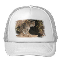 Bobcat Photos Baseball Hat