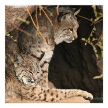 Bobcat Photos Invitation
