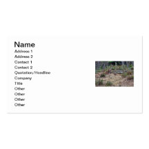 Bobcat Picture Business Cards