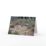 Bobcat Picture Greeting Card