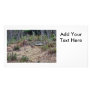Bobcat Picture Photo Card Template