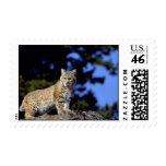 Bobcat Stamp