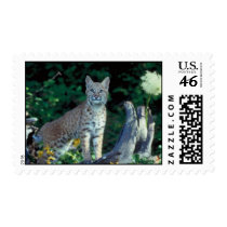 Bobcat Postage Stamp stamps