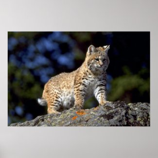 Bobcat Poster