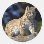 Bobcat Round Sticker