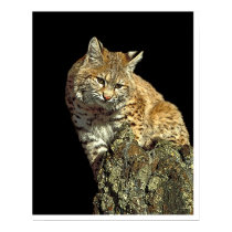 Bobcat sitting on a rock from Junglewalk.com posters by junglewalkcom Bobcat sitting on a rock from Junglewalk.com posters