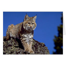 Bobcat skylined card