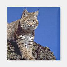 Bobcat skylined fridge magnet